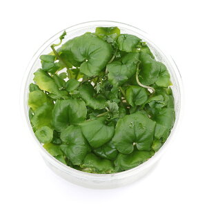 ijgD|{@J_~l@^i_ji1Jbvj@kCEBq֗vۉ