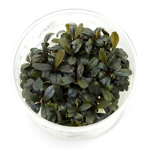 ijgD|{@uZt@hspDuEj[tFjbNX@ցi1Jbvj@kCEBq֗vۉ