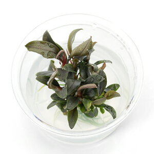 ijgD|{@uZt@hspDbh~j@~jJbv@ցi1Jbvj@kCEBq֗vۉ