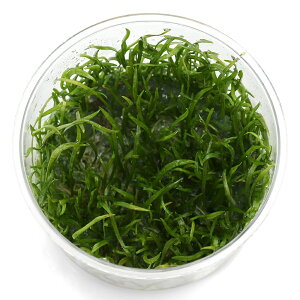 ijgD|{@RuOXi_ji1Jbvj@kCEBq֗vۉ