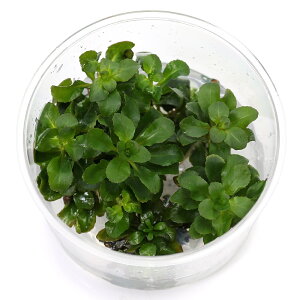 ijgD|{@hEBWAspDr[TiXt@GJpji_ji1Jbvj@kCEBq֗vۉ