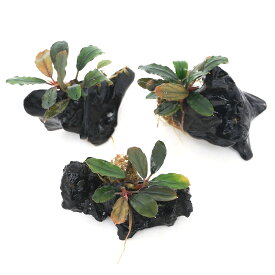 （水草）★活着済★　ブセファランドラsp．レインボーマーブル付流木　ミニサイズ（8cm以下）（水上葉）（無農薬）（1本）