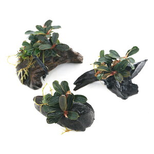 ijρ@uZt@hspDN_K~jEht؁@~jTCYi8cmȉjitji_ji1{j@kCEBq֗vۉ