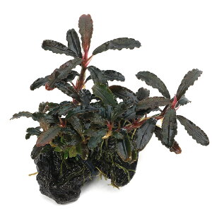 ijρ@uZt@hspDSWiN_Kbhj@ؕt@~jTCYi8cmȉjitji_ji1{j@kCEBq֗vۉ