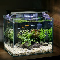 楽天市場】水槽セット 30cm ライト付の通販 