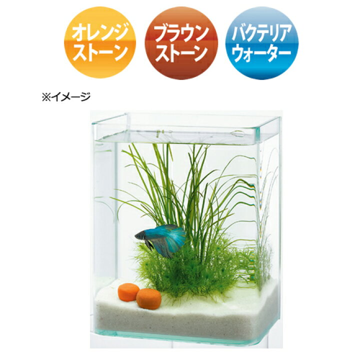 楽天市場 水作 ベタ ストーン 淡水用 関東当日便 Charm 楽天市場店
