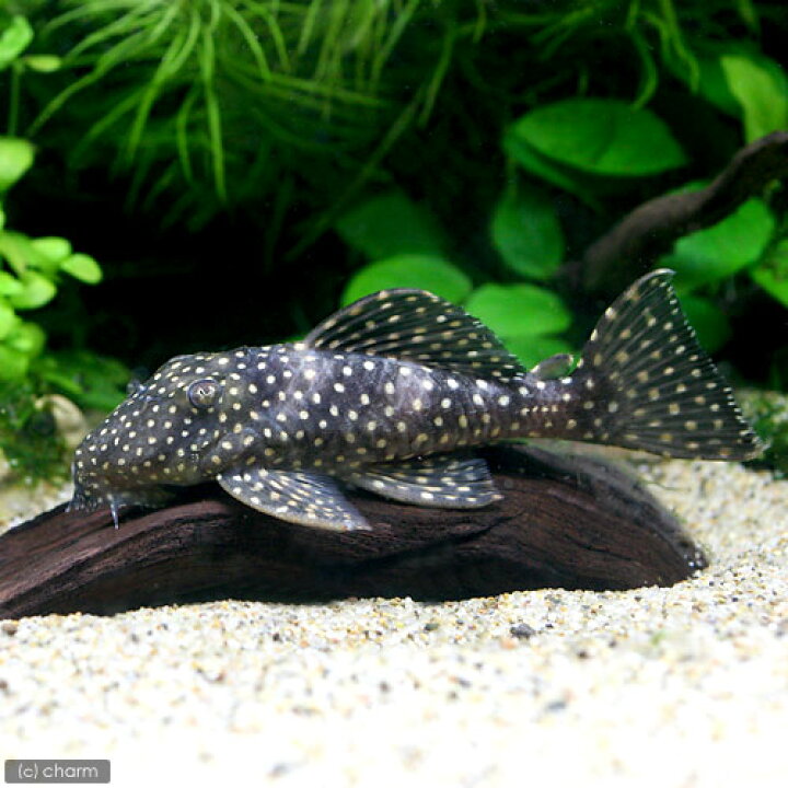 ドラゴンスタークラウンプレコ 水槽 熱帯魚
