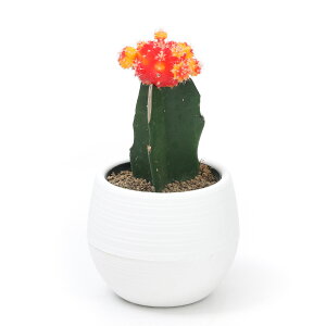 iAjT{e@q{^iꉲOj@oCJ[n@2D5i1|bgj