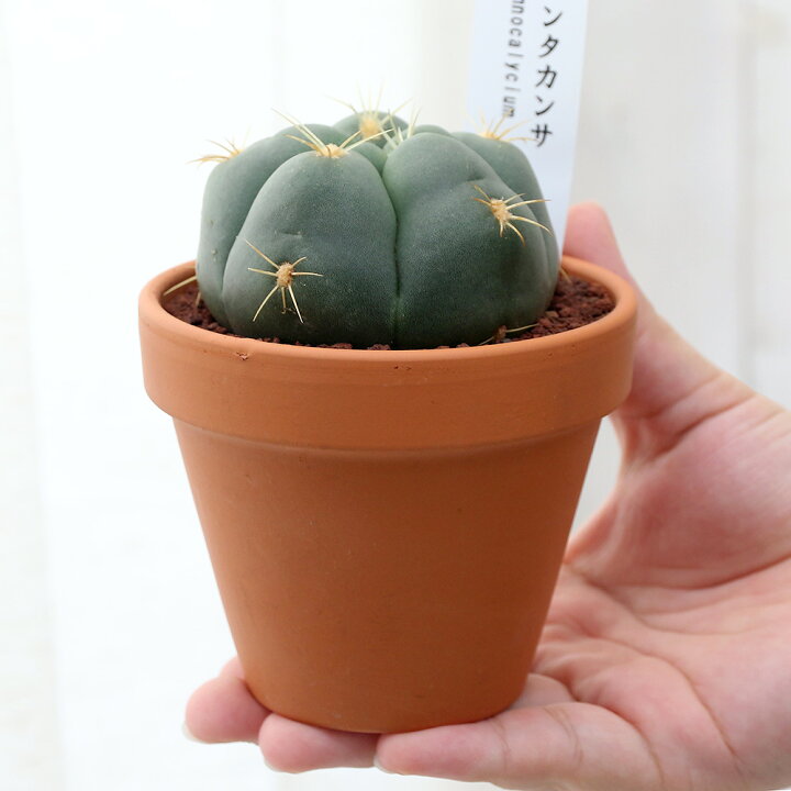 楽天市場 観葉植物 素焼鉢 サボテン ギムノカリキウム ペンタカンサ 3号 1鉢 Charm 楽天市場店 楽天市場 観葉植物 素焼鉢 サボテン ギムノカリキウム ペンタカンサ 3号 1鉢 Charm 楽天市場店
