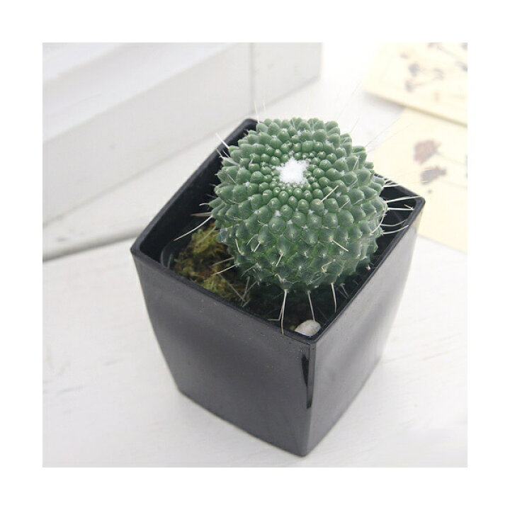 楽天市場 観葉植物 サボテン マミラリア ピコ ３号 １ポット 北海道冬季発送不可 Charm 楽天市場店