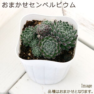 iAjZyrE@i킨܂@2.5i1|bgj