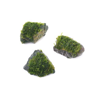 ijā@EB[XspDi[@RΏitji_ji5j