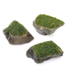 ijā@EB[XspDi[@R΁@STCYi10cmjitji_ji3j