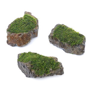 ijā@EB[XspDi[@R΁@MTCYi14cmjitji_ji1j