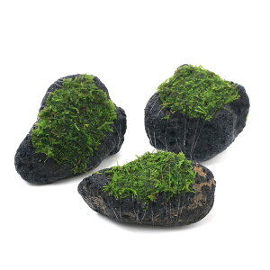 ijā@EB[XspDi[@n΁@SSTCYi8cmȉjitji_ji1j