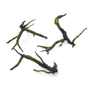 (水草)巻きたて ウィローモスsp.ナロー 枝状流木 Sサイズ(10cm〜)(水中葉)(無農薬)(3本)