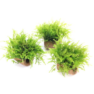 ij琬ρ@Ct}`ijEB[XspDi[itji_ji1j