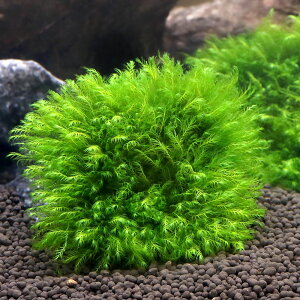 ij琬ρ@EH[^[tFU[@n[tNbVitji_ji1j