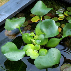 （ビオトーブ）水辺植物　ホテイ草　国産（ホテイアオイ）　Lサイズ　（1株）金魚　メダカ