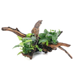 ijAkrAXii@fBA[z[Ebhti25`30cmjitji1{j