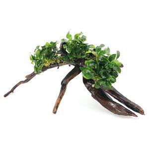 ijAkrAXii@v`@fBA[z[Ebhi25`30cmjitji1{j