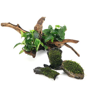 ijuȒPCAEgZbg@AkrAXii{ā@EB[X@SSTCY@i1Zbgj