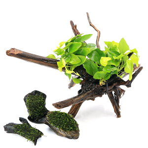 (水草)置くだけ簡単レイアウトセット アヌビアスナナ ゴールデン+巻きたて ウィローモス 流木SSサイズ (1セット)