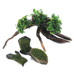 ijuȒPCAEgZbg@AkrAXii@v`{ā@EB[X@SSTCY@i1Zbgj