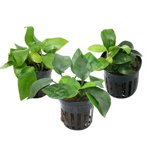 ijԂ̃AkrAX@ii3Zbgitji1Zbgj