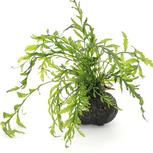 ijā@{reBX@qfBeB@n΁@SSTCYi8cmȉjitji_ji1j