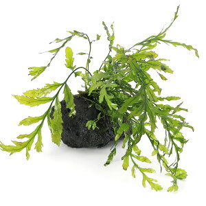 ijā@{reBX@qfBeB@n΁@STCYi10cmjitji_ji1j