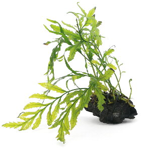 ijā@{reBX@qfBeB@؁@SSTCYi10cmjitji_ji3j