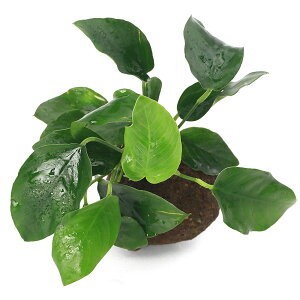 ijAkrAXii@nΏi3`5cmjitji1j