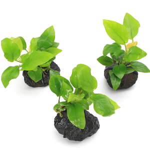 ijAkrAXii@S[f@nΏi3`5cmjitji3j