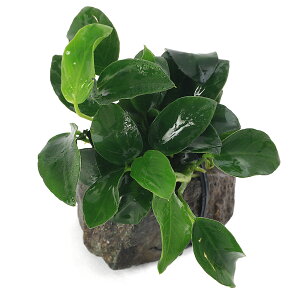 ijAkrAXii@v`@RΏi3`5cmjitji1j