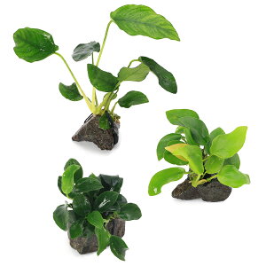 ijԂ̃AkrAX@ii3@RΏi3`5cmjitji1Zbgj