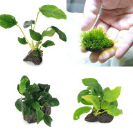 （水草）定番のアヌビアス　ナナ風山石小粒3種セット　＋　育成済　ウィローモス　風山石小粒（1セット）