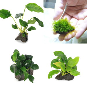 (水草)定番のアヌビアス ナナ風山石小粒3種セット + 育成済 ウィローモス 風山石小粒(1セット)