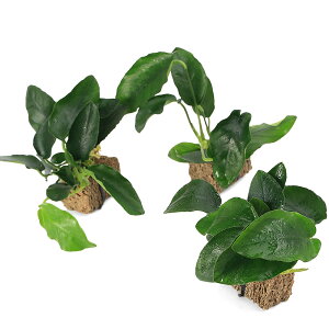 ijAkrAXii@TSUMIKIitji3j