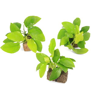 ijAkrAXii@S[f@TSUMIKIitji3j