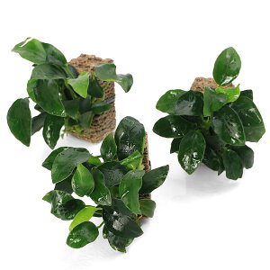 ijAkrAXii@v`@TSUMIKIitji3j