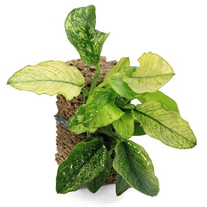 ijAkrAXii@@TSUMIKIitji1j