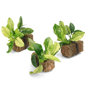 ijAkrAXii@@TSUMIKIitji3j