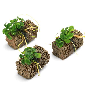 ijgD|{@AkrAXiit@TSUMIKIitji3j