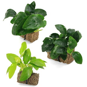 ijԂ̃AkrAX@ii3@TSUMIKIitji1Zbgj