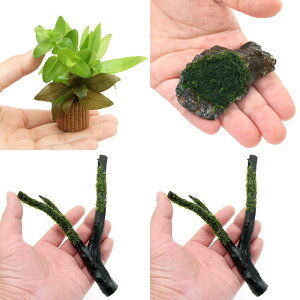 ijt񂹐A~bNXƊăEB[XZbgi_ji1j