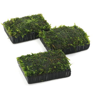 ijā@EB[XspDi[@Y@itji_ji1j