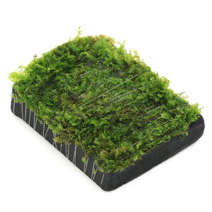 ijā@ăEB[X@Y@itji_ji3j