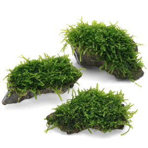 ij琬ρ@EB[sOX@RSTCYi10cmji_jitji1j