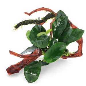 ijAkrAXiiEB[Xt@}󗬖؁@STCYi10cm`ji1{j